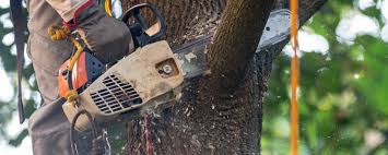 Best Root Management and Removal  in Estancia, NM