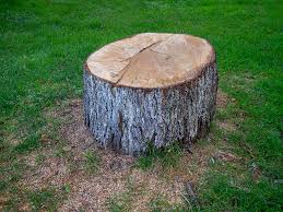 Professional Tree Removal in Estancia, NM