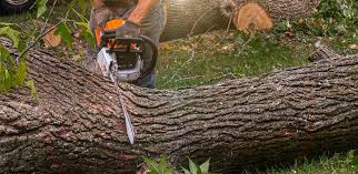 Best Lawn Maintenance Plans  in Estancia, NM