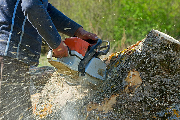 Best Seasonal Cleanup (Spring/Fall)  in Estancia, NM