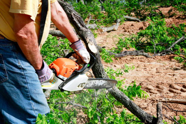 Best Lawn Grading and Leveling  in Estancia, NM