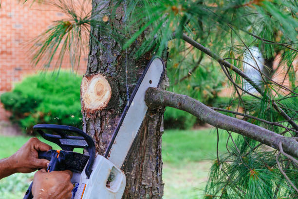 How Our Tree Care Process Works  in  Estancia, NM
